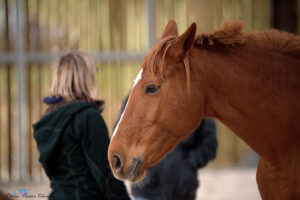 equicoaching et confiance en soi