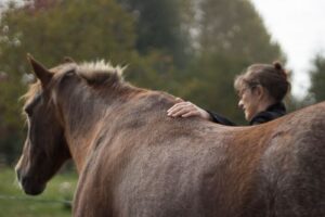 Construire une relation avec son cheval