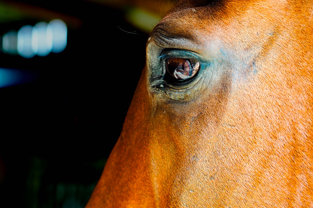 Zoom sur l'oeil d'un cheval